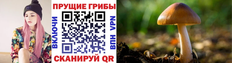 мега зеркало  Нея  Псилоцибиновые грибы GOLDEN TEACHER 